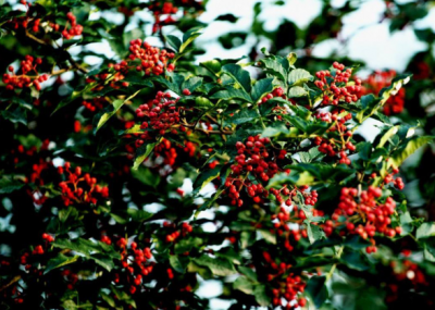 重慶火鍋底料牌子怎么選，為何要重視背后廠家？