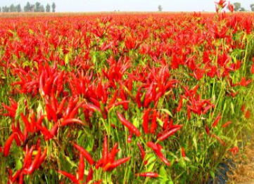 火鍋底料怎么做味道正宗，生產(chǎn)時這些條件必須具備！