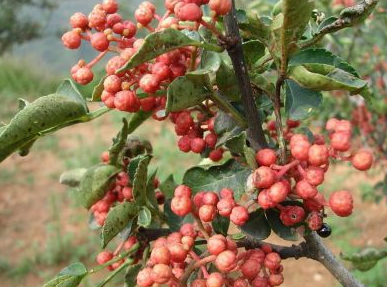 火鍋底料一手貨源怎么找，不同渠道貨源特點？