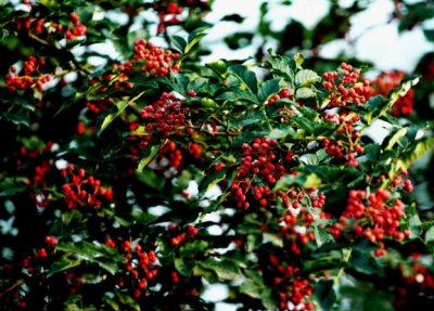 如何批量定制牛油底料，這樣選贏得市場(chǎng)認(rèn)可！